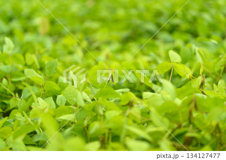 Lush and vibrant green soybean foliage perfectly showcases natures abundance and beauty all around 134127477