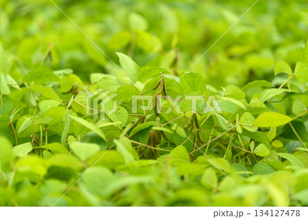 Lush Green soybean Foliage Thiving Beautifully Under Bright Natural Light Enveloping the Area Lush Green soybean Foliage Thiving Beautifully Under Bright Natural Light Enveloping the Area 134127478