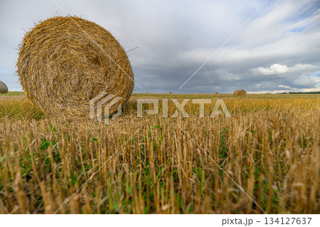 Golden Hay Bales Gracefully Positioned in a Picturesque Field Beneath Striking Dramatic Skies Golden Hay Bales Gracefully Positioned in a Picturesque Field Beneath Striking Dramatic Skies 134127637