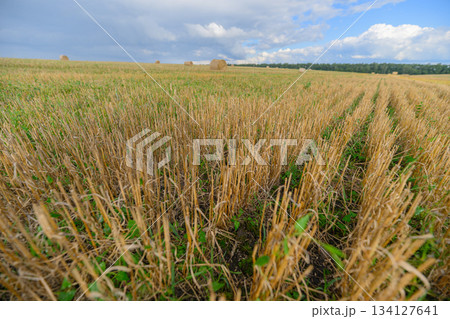 Expansive Vast Golden Fields of Recently Harvested Crops Set Against a Beautiful Blue Sky Above 134127641