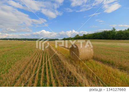 Golden Fields Spread Out Under a Beautiful and Expansive Sky Full of Wonder and Light 134127660