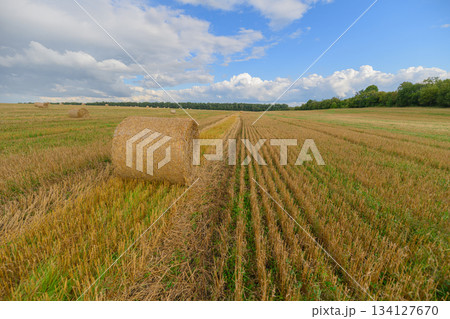 A Stunning Golden Field Spread Under a Bright Blue Sky Adorned with Fluffy Clouds 134127670