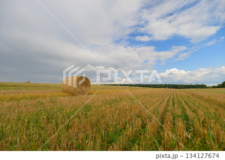 A stunning and sunny agricultural field adorned with straw bales under a bright blue sky A stunning and sunny agricultural field adorned with straw bales under a bright blue sky 134127674