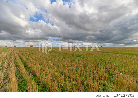 A Lush Agricultural Field Spreading Out Beneath Dramatic and Beautiful Cloudy Skies Above A Lush Agricultural Field Spreading Out Beneath Dramatic and Beautiful Cloudy Skies Above 134127803