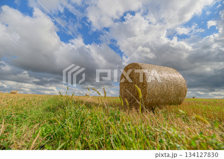 Rolling Hay Bales Under a Dramatic Sky That Captivates With Its Beautiful Shades and Colors Rolling Hay Bales Under a Dramatic Sky That Captivates With Its Beautiful Shades and Colors 134127830