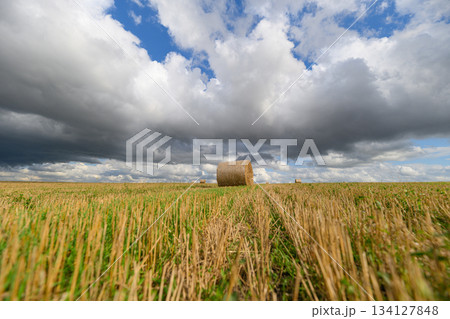A Beautiful Golden Wheat Field Sprawled Out Under Dramatic and Expansive Clouds Above 134127848