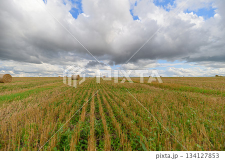 A Vast and Expansive Agricultural Field Sprawls Beneath a Dramatic and Beautiful Sky 134127853