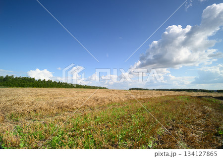 Expansive Field Under an Endless Clear Blue Sky with Bright and Colorful Wildflowers Expansive Field Under an Endless Clear Blue Sky with Bright and Colorful Wildflowers 134127865