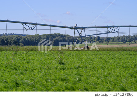 The Importance of an Efficient Irrigation System in a Thriving Agricultural Field Environment The Importance of an Efficient Irrigation System in a Thriving Agricultural Field Environment 134127866