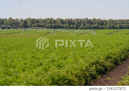 A beautiful Lush Green Field enhanced with an efficient Irrigation System for prosperity A beautiful Lush Green Field enhanced with an efficient Irrigation System for prosperity 134127872