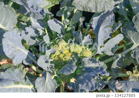 Fresh Broccoli Growing in an Organic Farm that Emphasizes Sustainable Agriculture Practices 134127885
