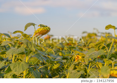 A beautiful and vibrant field of sunflowers stretches wide beneath the clear blue skies above 134127956