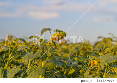 A Beautiful Sunflower Field Under a Bright Blue Sky, Full of Life and Colorful Blooms 134127957