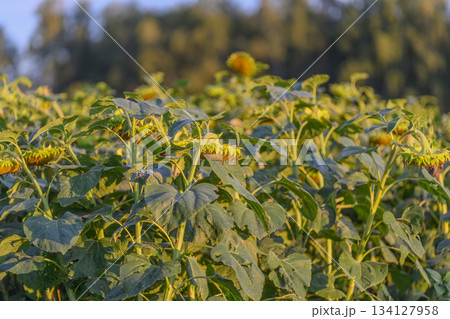 A stunning and vibrant sunflower field thriving under a perfectly clear blue sky 134127958