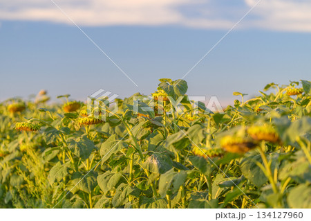 A Bright Vibrant Sunflower Field Flourishing Under a Clear Blue Sky Full of Light A Bright Vibrant Sunflower Field Flourishing Under a Clear Blue Sky Full of Light 134127960