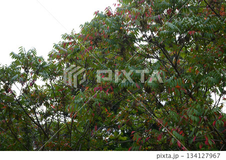 ハゼノキ 134127967