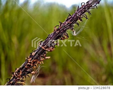 close-up photo of reeds in the wild close-up photo of reeds in the wild 134128078