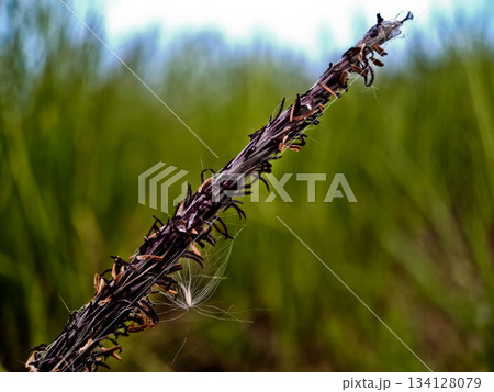 close-up photo of reeds in the wild close-up photo of reeds in the wild 134128079