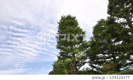 高い木々と秋の空 134128177