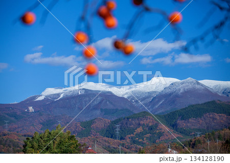 冠雪の蔵王連山と残り柿 冠雪の蔵王連山と残り柿 134128190