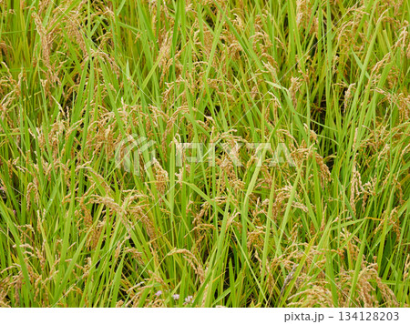 日本の田舎の稲の田んぼの風景 134128203