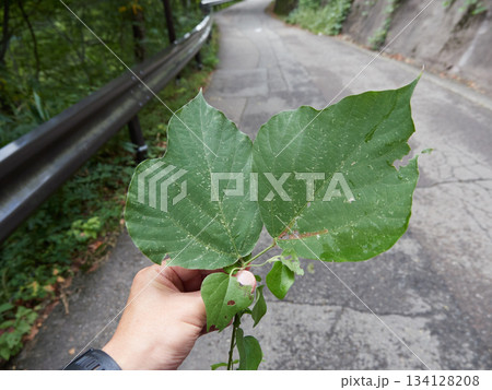 登山道で歩く男性は片手で持っている緑の落ち葉の様子 134128208