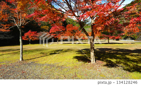 紅葉のある駐車場（寸又峡温泉） 134128246