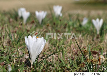白いサフランの花満開に咲く 134128265