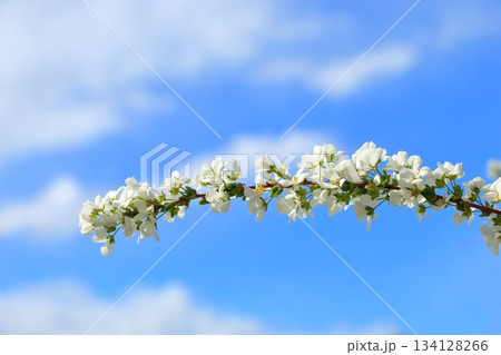 ユキヤナギ青空に咲く 134128266