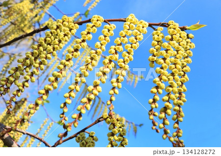 黄色に咲くキブシの花 黄色に咲くキブシの花 134128272