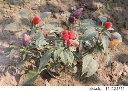 Chili seedling on farm for harvest are cash crops Chili seedling on farm for harvest are cash crops 134128283