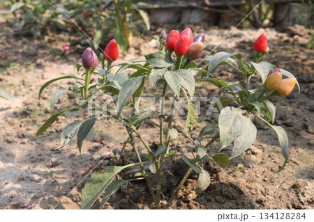 Chili seedling on farm for harvest are cash crops Chili seedling on farm for harvest are cash crops 134128284