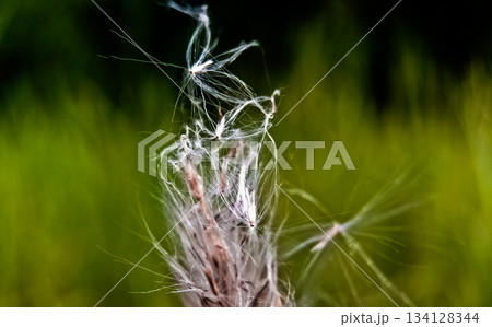 Close-up photo of cogongrass in the wild Cogongrass (Imperata cylindrica) is a type of grass with sharp leaves that often becomes a weed in agricultural land. 134128344