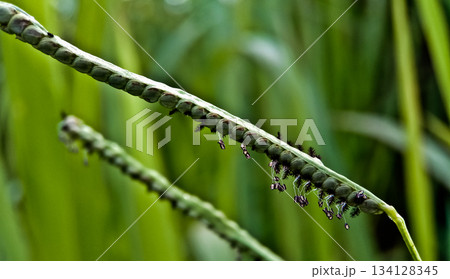 Close-up photo of cogongrass in the wild Cogongrass (Imperata cylindrica) is a type of grass with sharp leaves that often becomes a weed in agricultural land. Close-up photo of cogongrass in the wild Cogongrass (Imperata cylindrica) is a type of grass with sharp leaves that often becomes a weed in agricultural land. 134128345