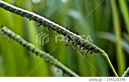Close-up photo of cogongrass in the wild Cogongrass (Imperata cylindrica) is a type of grass with sharp leaves that often becomes a weed in agricultural land. 134128346
