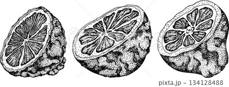 Vector engraving illustrations of bergamot fruit. Vector engraving illustrations of bergamot fruit. 134128488