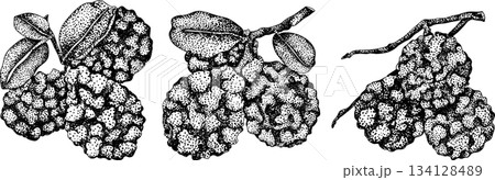 Vector engraving illustrations of bergamot fruit. 134128489