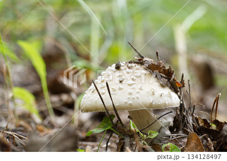 The Citron Amanita mushroom is captured with intricate details within its forest environment. The Citron Amanita mushroom is captured with intricate details within its forest environment. 134128497