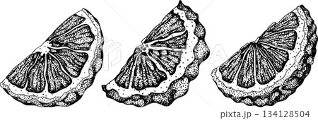 Vector engraving illustrations of bergamot fruit. 134128504