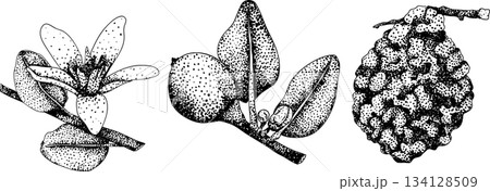 Vector engraving illustrations of bergamot fruit. Vector engraving illustrations of bergamot fruit. 134128509