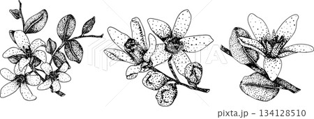 Vector engraving illustrations of bergamot fruit. Vector engraving illustrations of bergamot fruit. 134128510