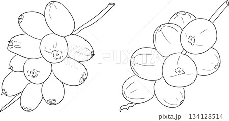 Detailed line vector art of dates. Ideal for food, culinary, coloring pages Detailed line vector art of dates. Ideal for food, culinary, coloring pages 134128514