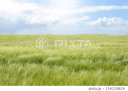 Flat design illustration showing green barley stalks waving over field under partly cloudy sky 134128624