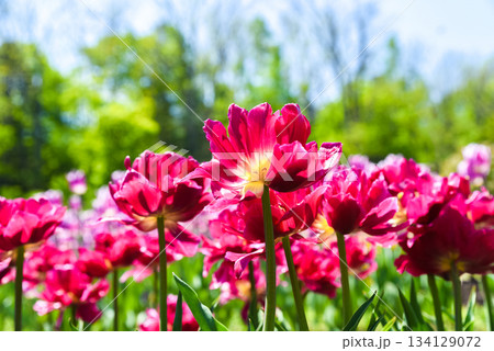 Bright magenta double late tulips of the Tulipa Alicante variety bloom under a clear blue sky in a lush spring garden full of vivid green foliage. Bright magenta double late tulips of the Tulipa Alicante variety bloom under a clear blue sky in a lush spring garden full of vivid green foliage. 134129072