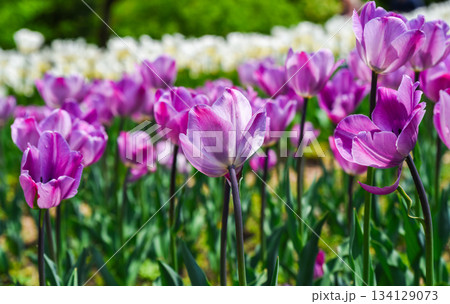 Field of vibrant violet tulips glowing in warm daylight, their rich petals and green leaves creating a colorful spring background of natural beauty. Field of vibrant violet tulips glowing in warm daylight, their rich petals and green leaves creating a colorful spring background of natural beauty. 134129073