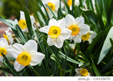 Group of blooming white daffodils with orange centers close together, showing petals and foliage in vibrant spring garden. Group of blooming white daffodils with orange centers close together, showing petals and foliage in vibrant spring garden. 134129076