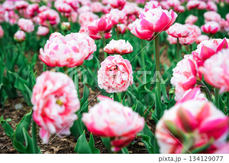 Bright double peony tulips Foxtrot with lush layered pink petals in spring garden bed, green foliage and soft natural background. Bright double peony tulips Foxtrot with lush layered pink petals in spring garden bed, green foliage and soft natural background. 134129077