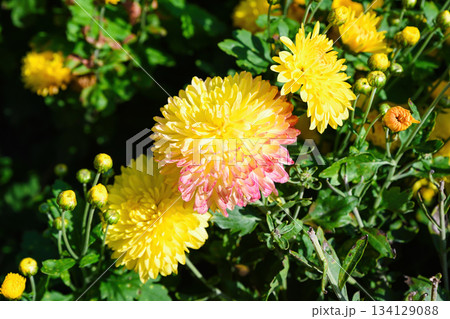 Close up of bright yellow Chrysanthemum Opal flower with soft pink tips blooming in sunlight among green leaves in a summer garden 134129088