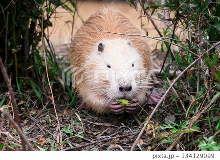 A light brown coypu, also known as nutria (Myocastor coypus), sits on a riverbank eating a green apple among bushes in natural daylight. A light brown coypu, also known as nutria (Myocastor coypus), sits on a riverbank eating a green apple among bushes in natural daylight. 134129099