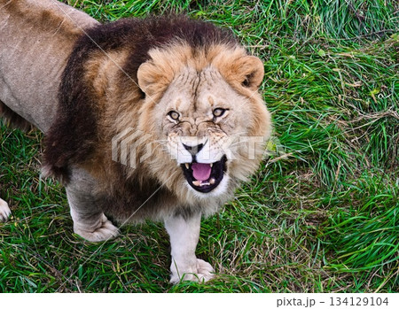 Angry lion roaring and looking to the left on green grass. The powerful wild cat shows its teeth and strength in a dramatic natural scene. Angry lion roaring and looking to the left on green grass. The powerful wild cat shows its teeth and strength in a dramatic natural scene. 134129104